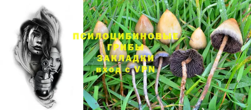 blacksprut ТОР  Чебоксары  Псилоцибиновые грибы мицелий  даркнет сайт 